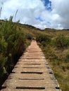 A pathway through Horton Plains, Sri Lanka.