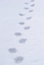 Pathway and human foot prints in the fresh snow Royalty Free Stock Photo