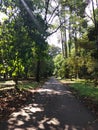 Pathway inside Kebun Raya Bogor