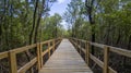 Pathway inside mangrove forest