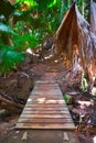 Pathway in jungle, Vallee de Mai, Seychelles Royalty Free Stock Photo