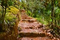 Pathway in jungle - Vallee de Mai - Seychelles Royalty Free Stock Photo