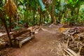 Pathway in jungle - Vallee de Mai - Seychelles Royalty Free Stock Photo