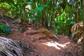 Pathway in jungle, Vallee de Mai, Seychelles