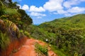 Pathway in jungle - Vallee de Mai - Seychelles Royalty Free Stock Photo