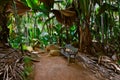 Pathway in jungle - Vallee de Mai - Seychelles Royalty Free Stock Photo