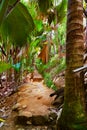 Pathway in jungle - Vallee de Mai - Seychelles Royalty Free Stock Photo