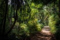 A pathway leading through rainforest in a jungle in Singapore, Asia