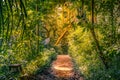 Pathway leading through the rainforest in a jungle in Singapore, Asia