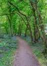 Pathway leading through the woods with bluebells on each side. Royalty Free Stock Photo