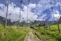 A pathway leads straight through the idyllic landscape of lush green Cocora Valley with isolated tall wax palm trees, forested