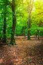 Pathway in leafy summer forest with sun light. Idyllic czech landscape Royalty Free Stock Photo