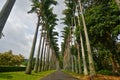 Pathway lined with palm trees, Sri Lanka