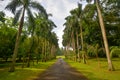 Pathway lined with palm trees, Sri Lanka