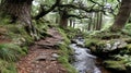 Pathway through a lush forest with a flowing stream and mossy rocks Royalty Free Stock Photo