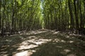 Pathway in the mangrove at Can Gio`s Monkey Island.