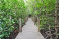 Pathway in mangrove forest