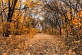 Pathway through the maple forest in autumn. Yellow golden leaves fall Royalty Free Stock Photo