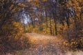 Pathway through the marple forest in autumn. Yellow golden leaves fall Royalty Free Stock Photo
