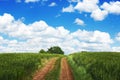 Pathway in the meadow. Wheat field against blue sky with white c