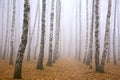 Pathway in mist birch grove