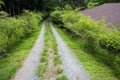 Pathway on mount Batulao, Philippines Royalty Free Stock Photo