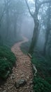 A pathway through a mystical foggy forest Royalty Free Stock Photo