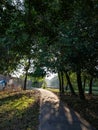 Pathway in the park with sunbeam and fog Royalty Free Stock Photo