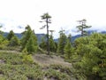 Pathway through pine forest Royalty Free Stock Photo