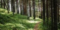 Pathway in the pine tree grove. Sunny summer day.