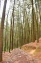 Pathway Through Pine Trees in Pine Forest Valley, Vagamon, Idukki, Kerala, India...