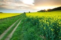 Pathway Through the Rapeseed Fields