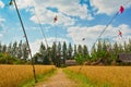 Pathway in rice field with blue sky