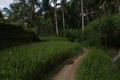 Pathway in Rice Fields. Royalty Free Stock Photo