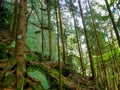 Pathway among rocks in GÃÂ³ry Stolowe in Poland.