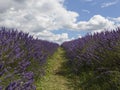 A pathway between rows of Lavender