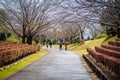A pathway with Sakura trees and flowers in garden of Ushiku Daibutsu, Japan.