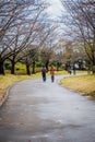 A pathway with Sakura trees and flowers in garden of Ushiku Daibutsu, Japan.