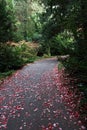 Pathway in shade of large trees in arboretum during autumn season, covered with red and violet fallen leaves.