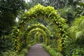 Pathway singapore botanic garden Royalty Free Stock Photo