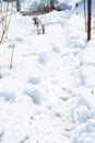 Pathway on the snow in early spring sunny day. Early spring nature. Selective focus Royalty Free Stock Photo