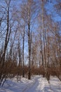 Pathway in snow among leafless birch trees in winter forest Royalty Free Stock Photo