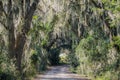 Pathway through Spanish Moss, Savannah National Wildlife Refuge Royalty Free Stock Photo