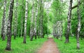 Pathway in spring birch park
