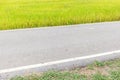 Pathway straight through rice paddy in field farm.