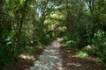 Pathway through subtropical forest Royalty Free Stock Photo