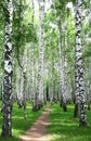Pathway in the summer birch grove Royalty Free Stock Photo