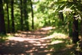 Pathway in summer oak forest, selective focus Royalty Free Stock Photo
