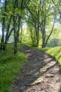 pathway in the sunlight and shadows in the summer forest of the national Apennines Toscano-Emiliano Park Monte Fuso