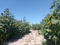 A pathway on a sunny day though sunflowers Royalty Free Stock Photo